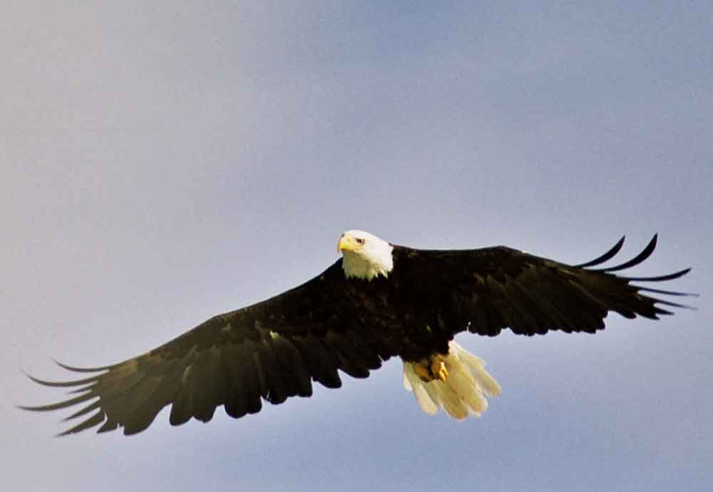 Águila Calva - Alaska - EEUU 1.jpg